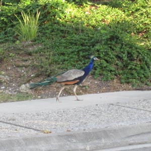 Peacock