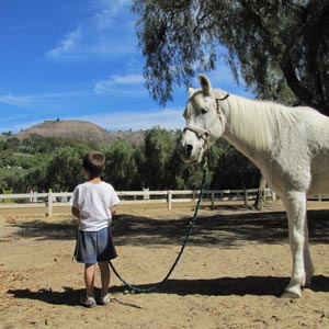 Horse Trail